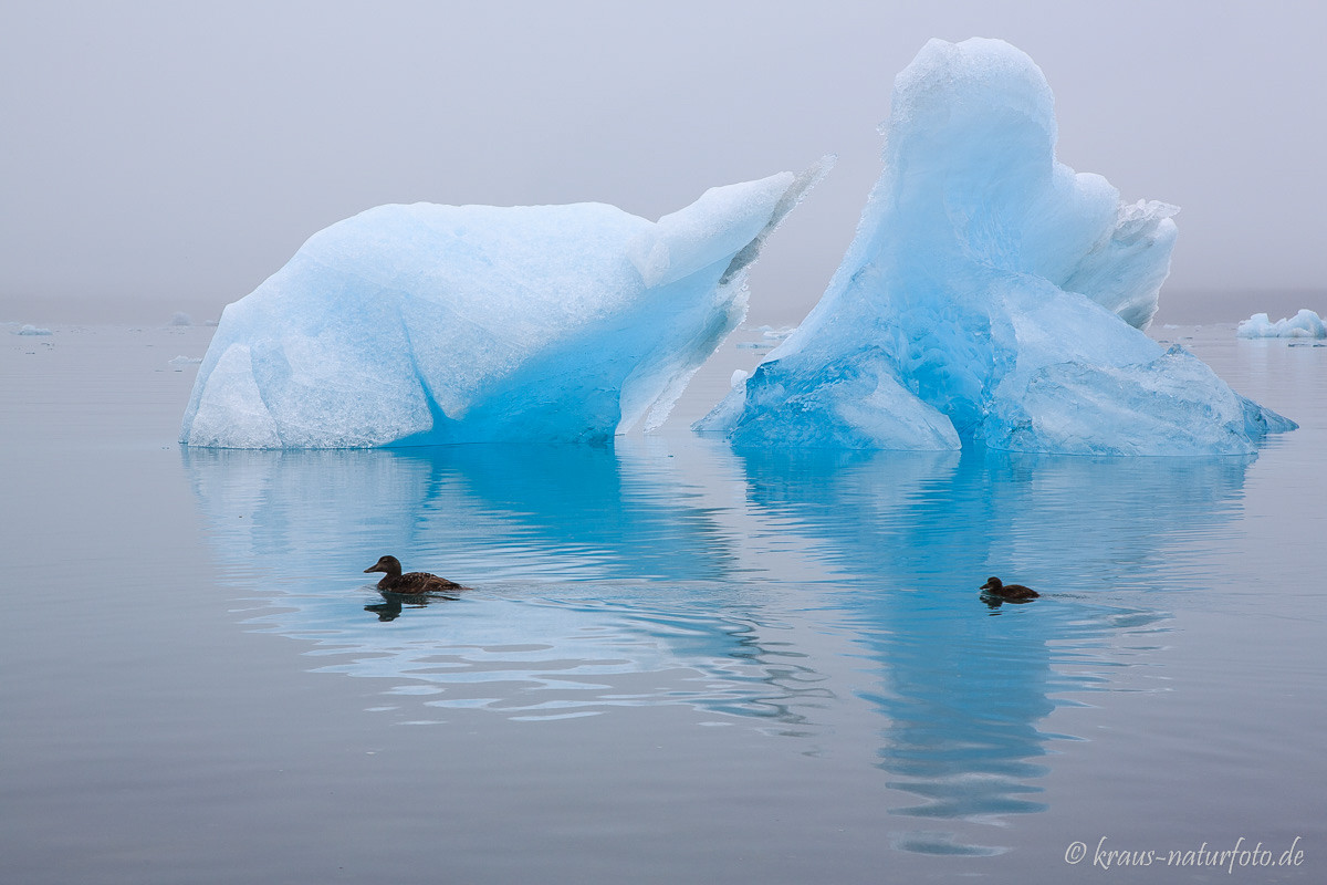 Eiderente vor Eisberg, Gletscherlagune Jökulsarlon