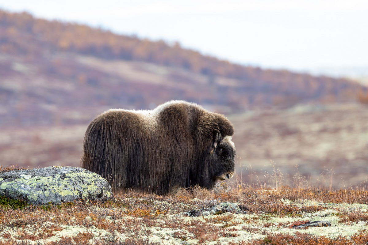 Moschusochse Dovrefjell