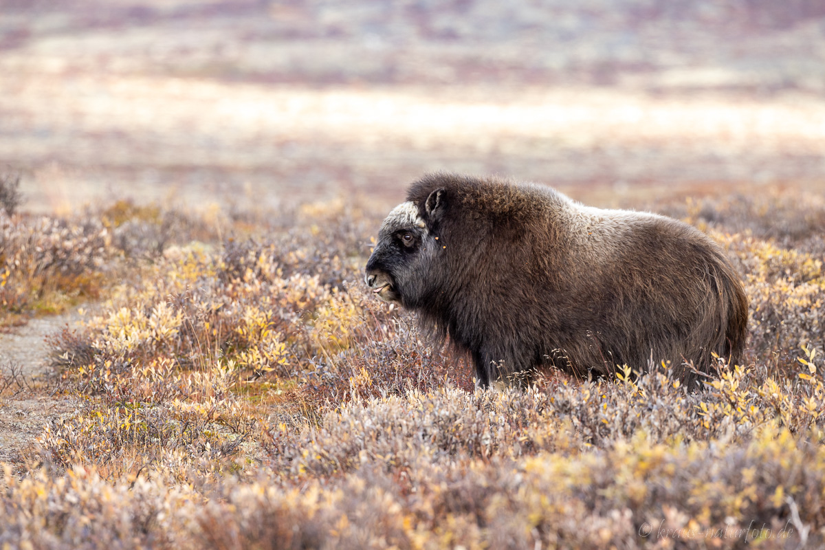 Moschusochse Dovrefjell