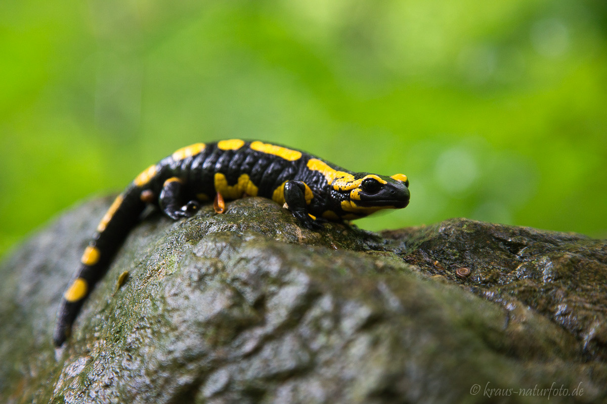 Feuersalamander