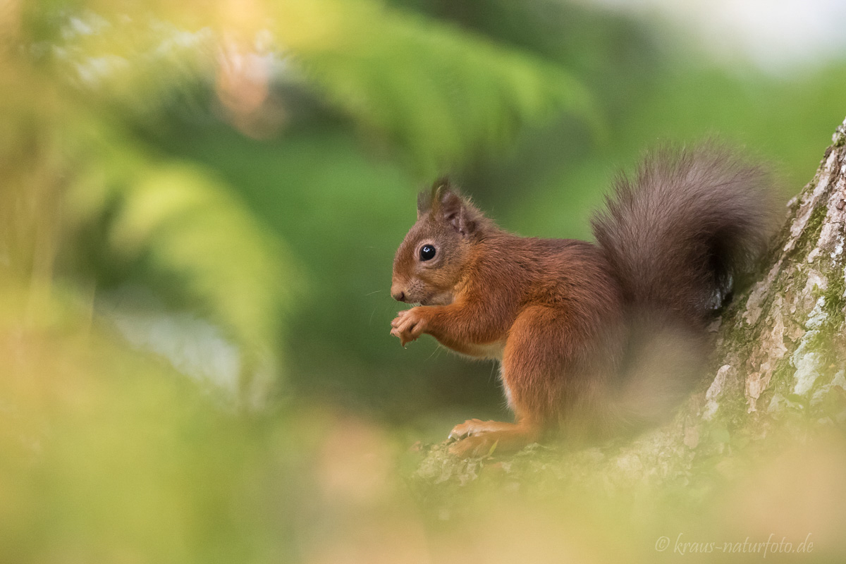 Red Squirrel, Eichhörnchen