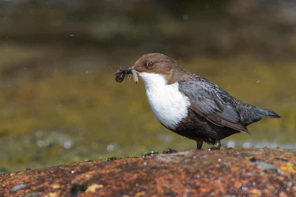 Wasseramsel, Norwegens Nationalvogel