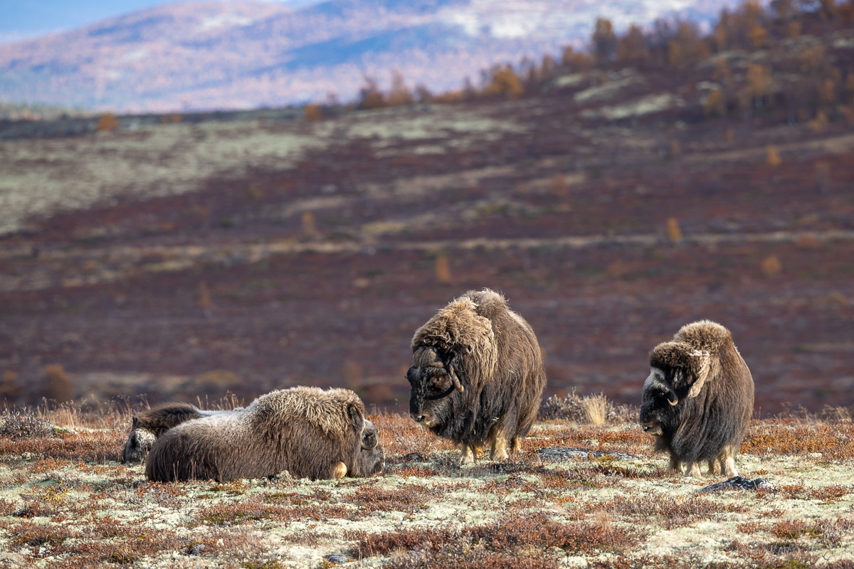 Moschusochsen Dovrefjell