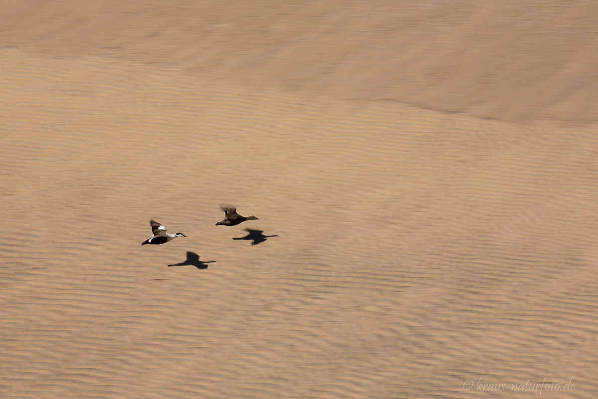 Eiderenten fliegen über Strand