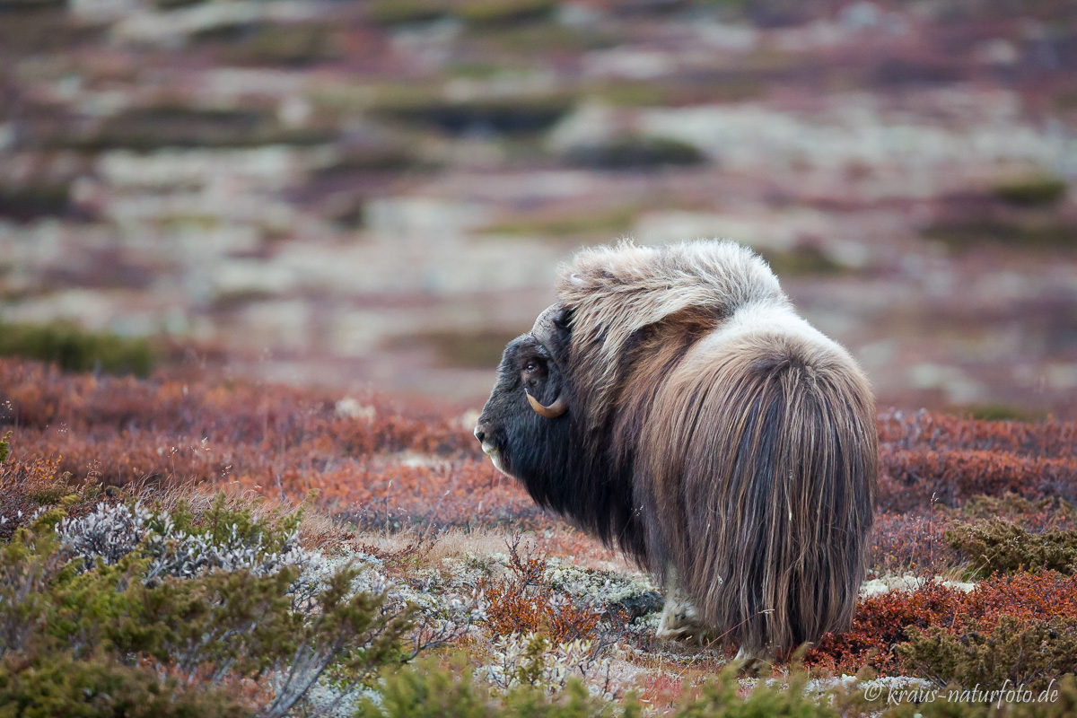 Moschusbulle , Dovre Fjell