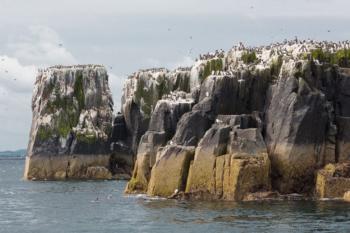 Farne Islands