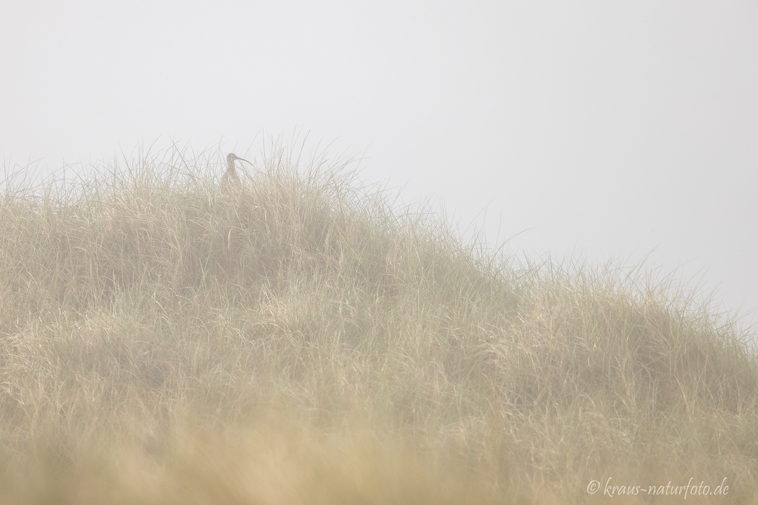 Brachvogel im Nebel