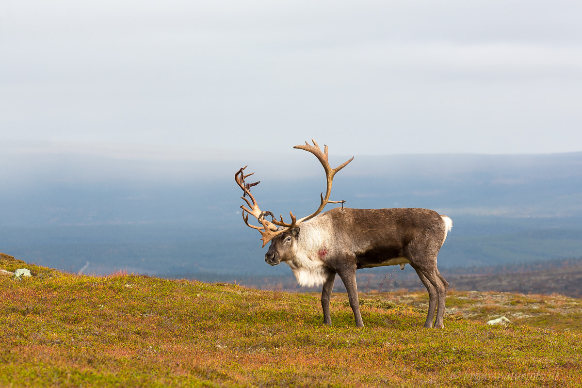 Rentierbulle, Idre Fjell