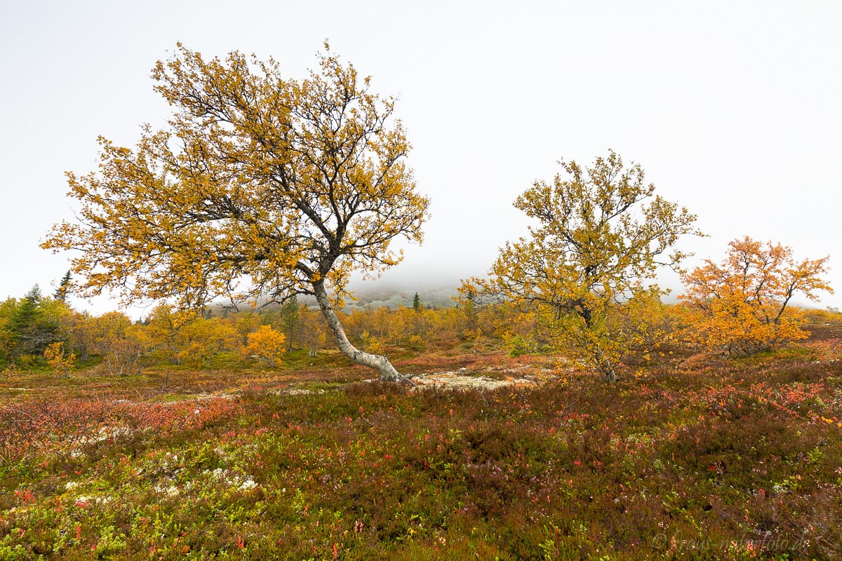 Herbst am Idre Fjell