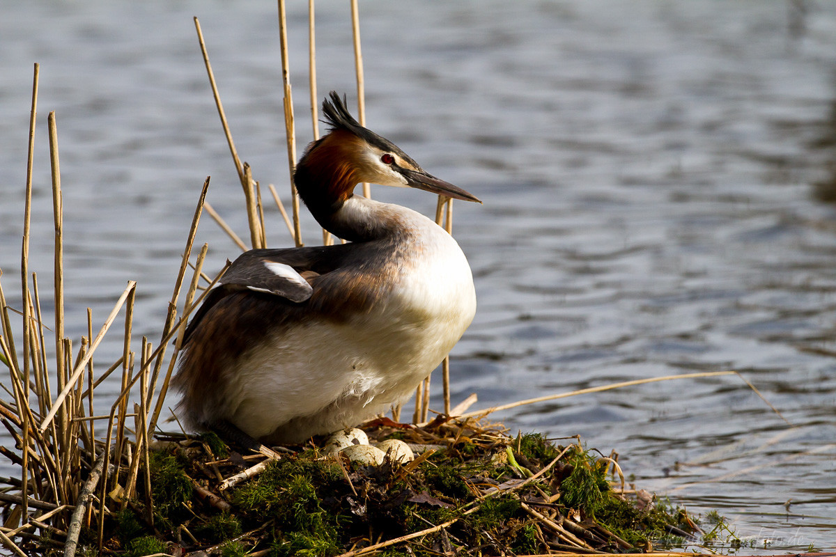 Haubentaucher auf Nest