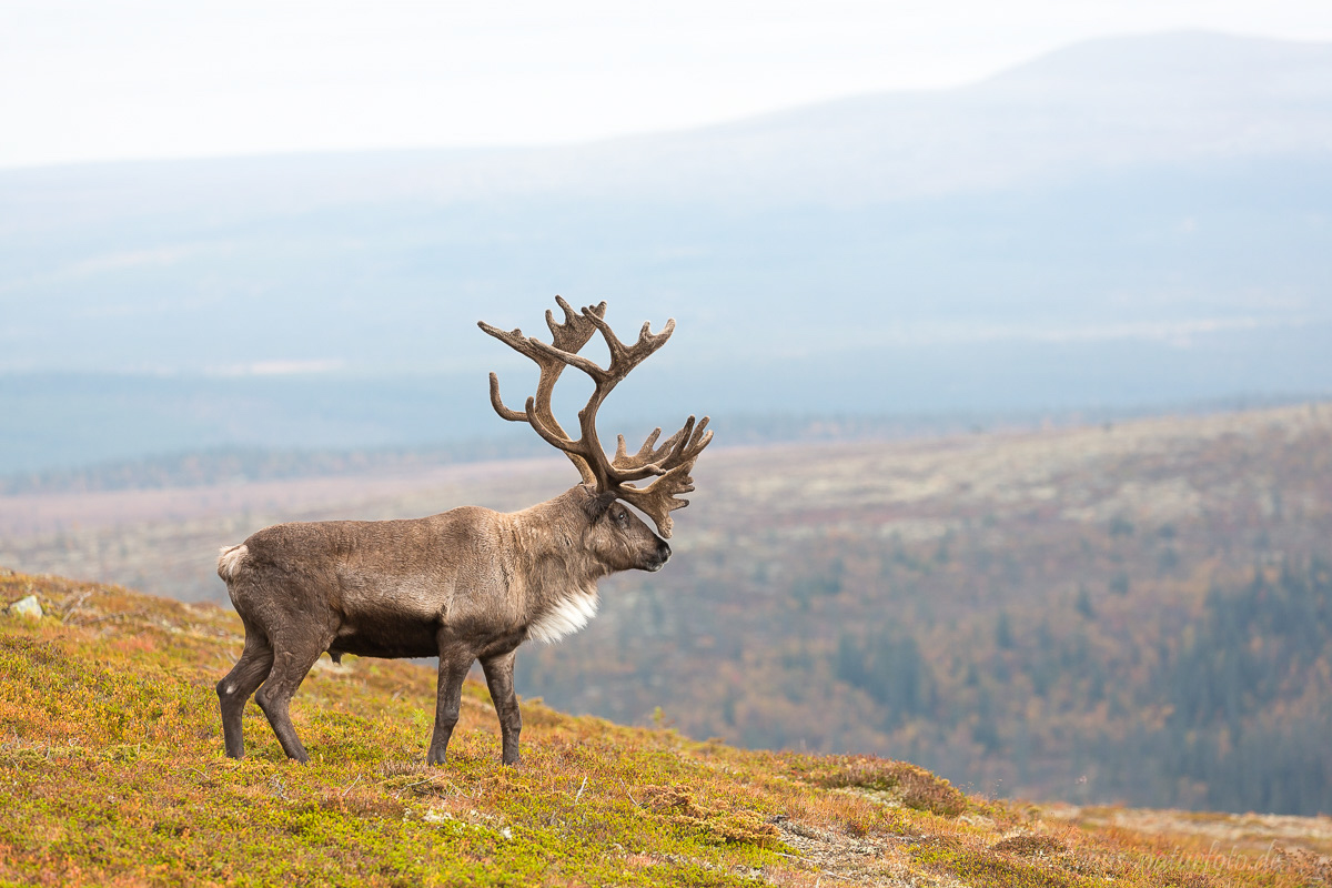 Rentierbulle, Idre Fjell
