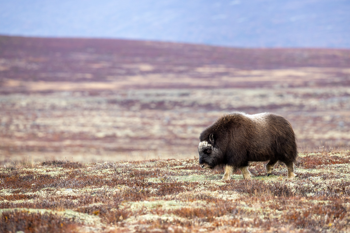 Moschusochse Dovrefjell