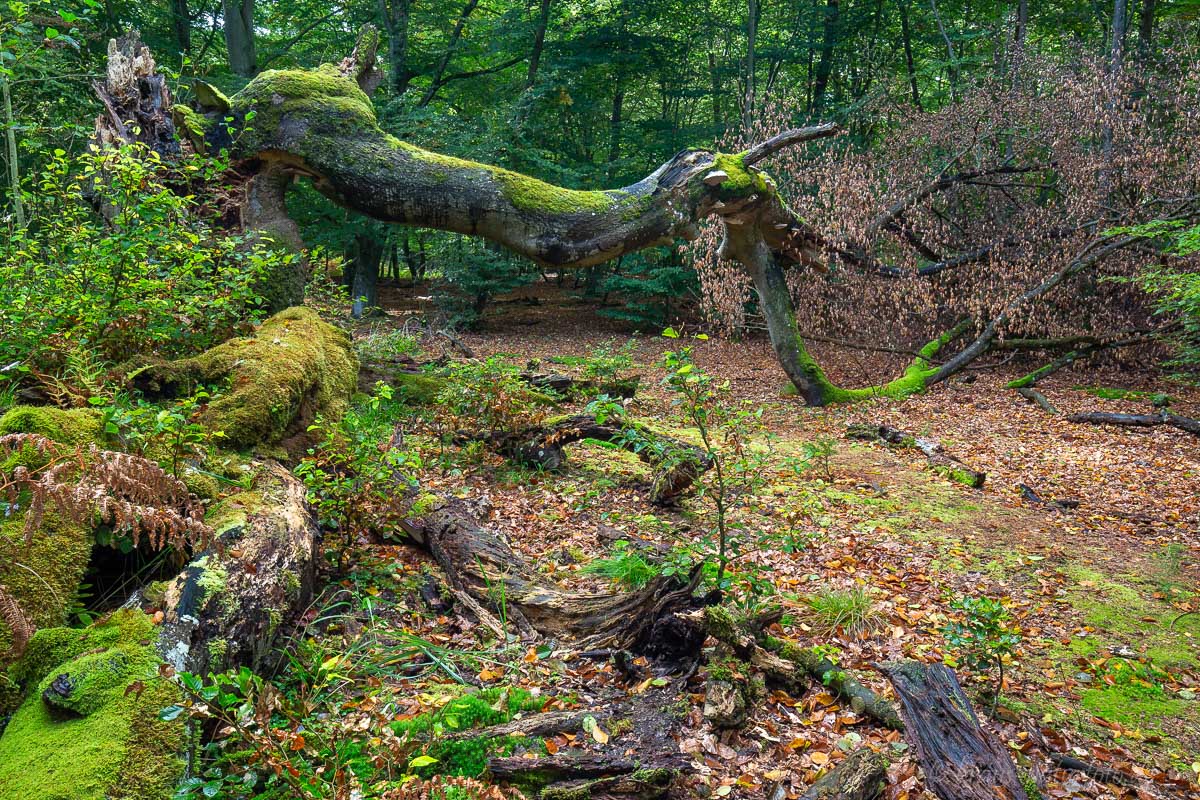 Im Darßwald