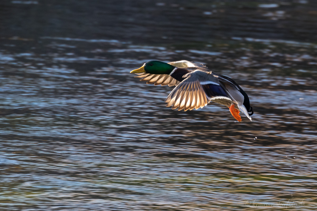 Stockente