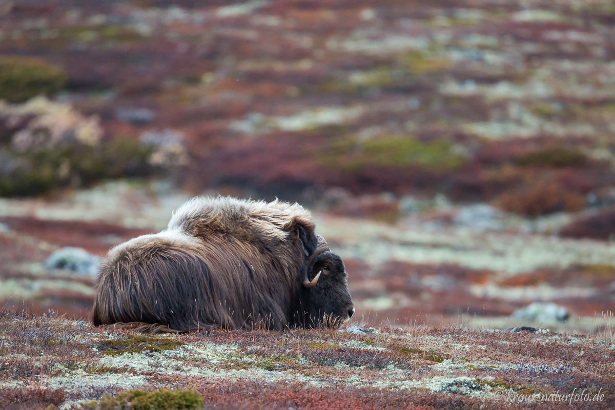 Moschusbulle , Dovre Fjell