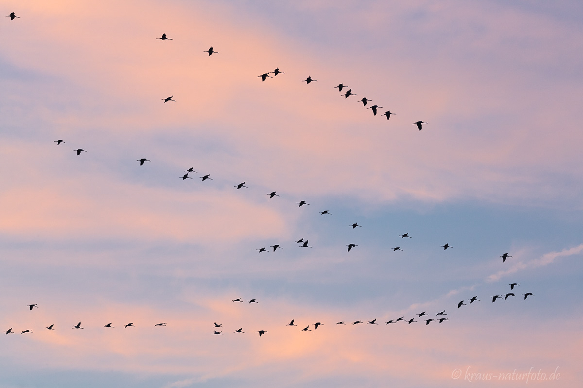 Kraniche am Abendhimmel