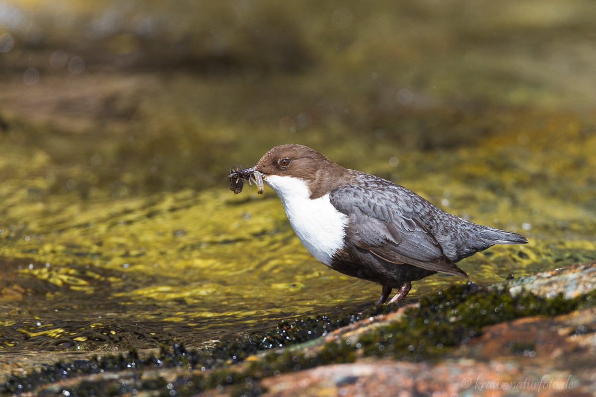 Wasseramsel, Norwegens Nationalvogel