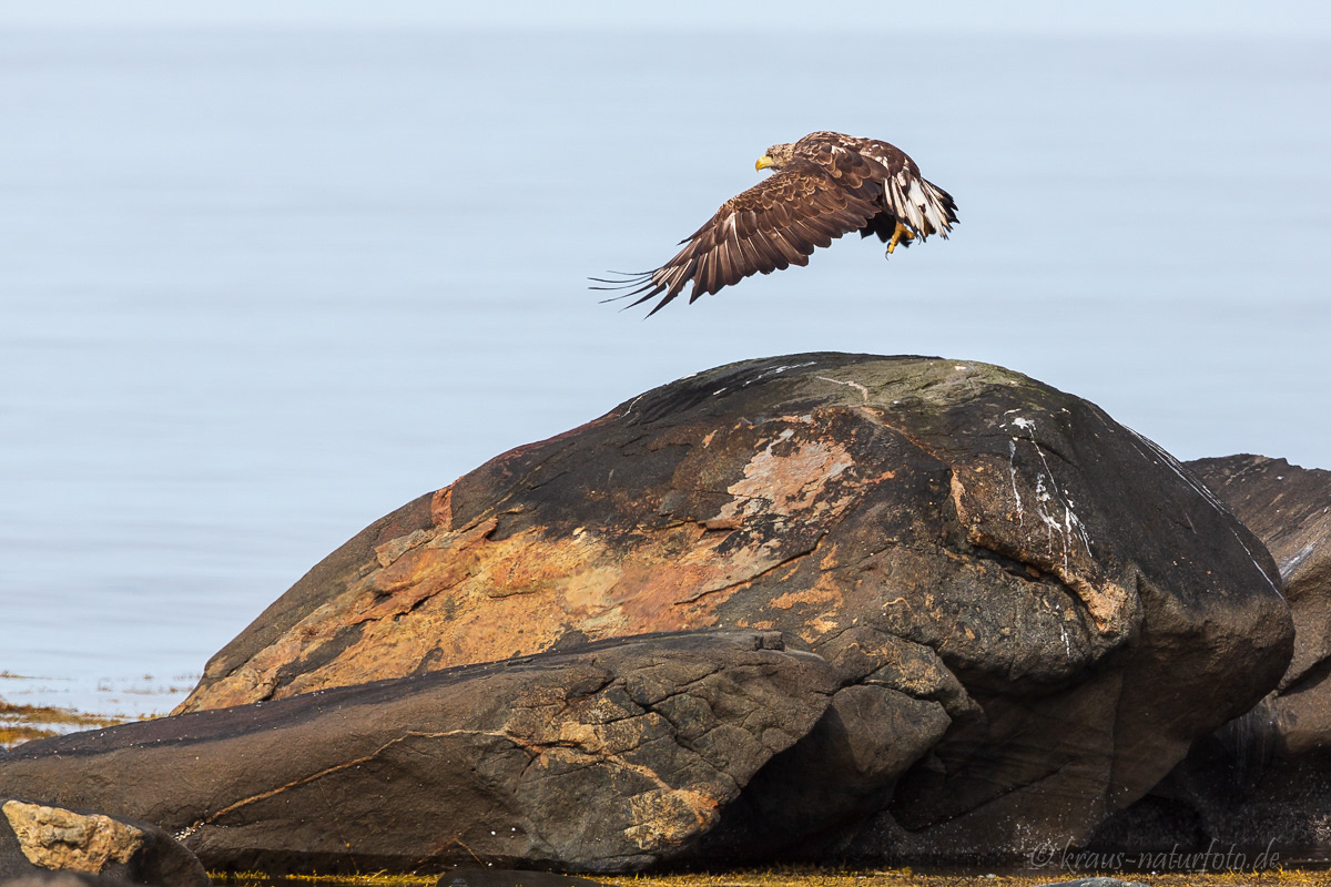 Seeadler, Vesteralen