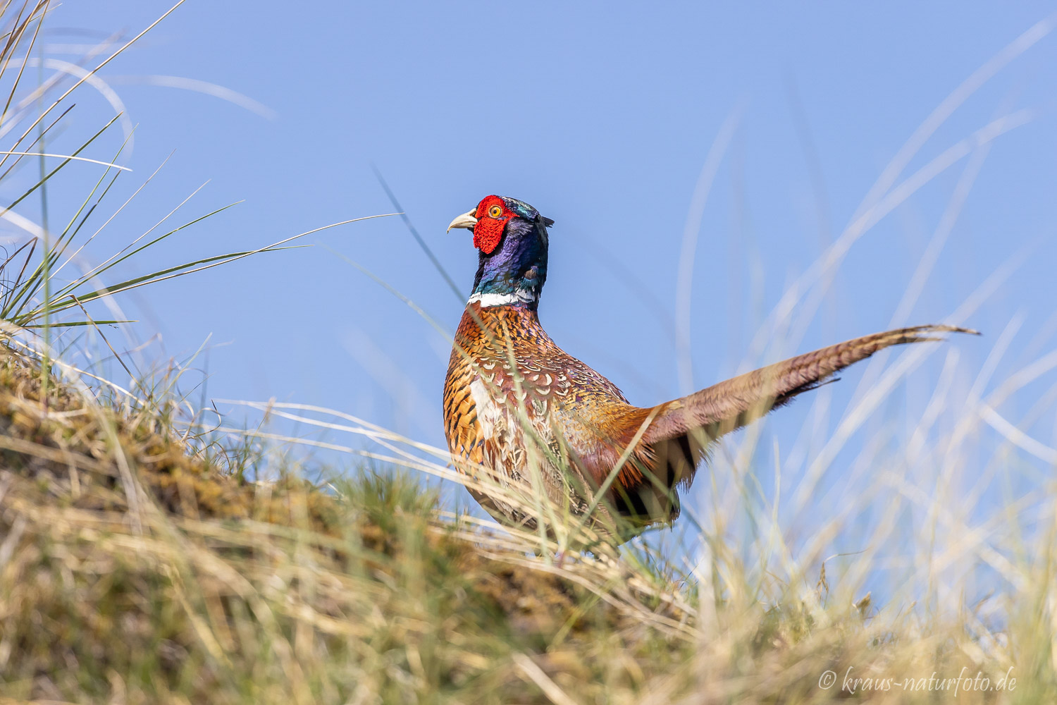 Fasan hoch auf der Düne