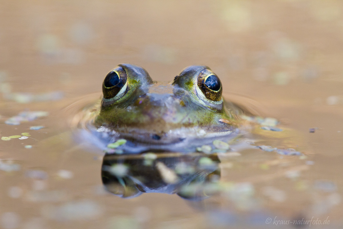 Frosch