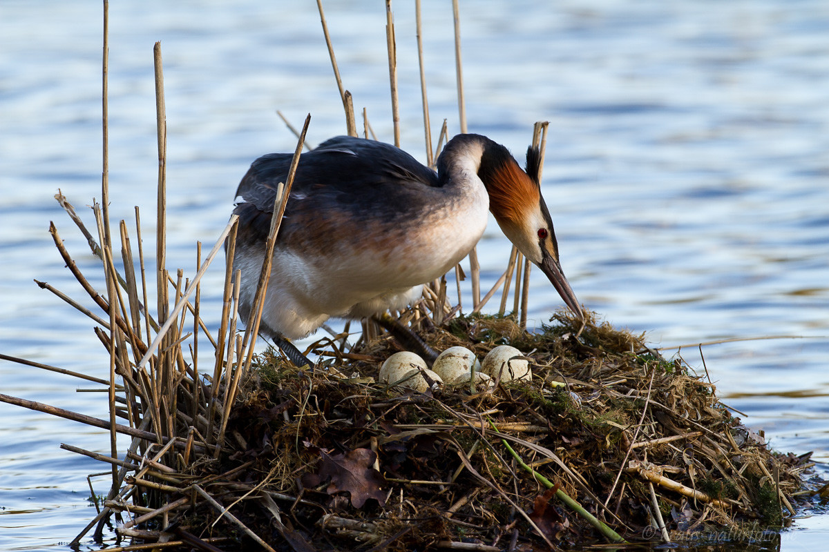 Haubentaucher auf Nest