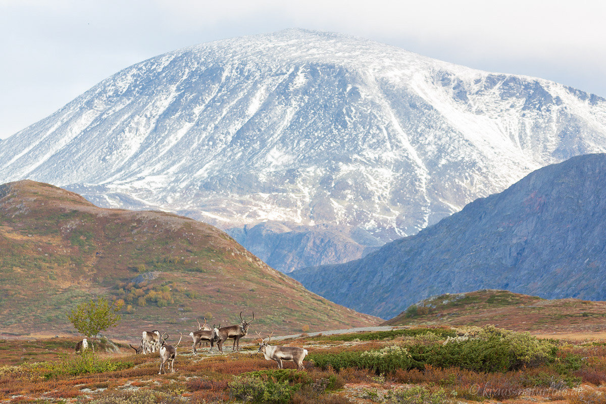 Rentiere im Valdresflye, Norwegen