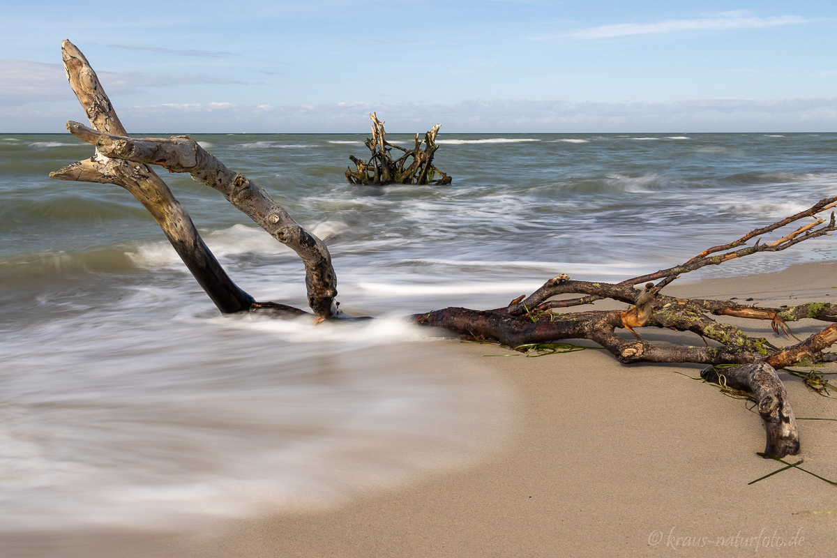 Baum wird von der Ostsee umspült, Darßer Weststrand