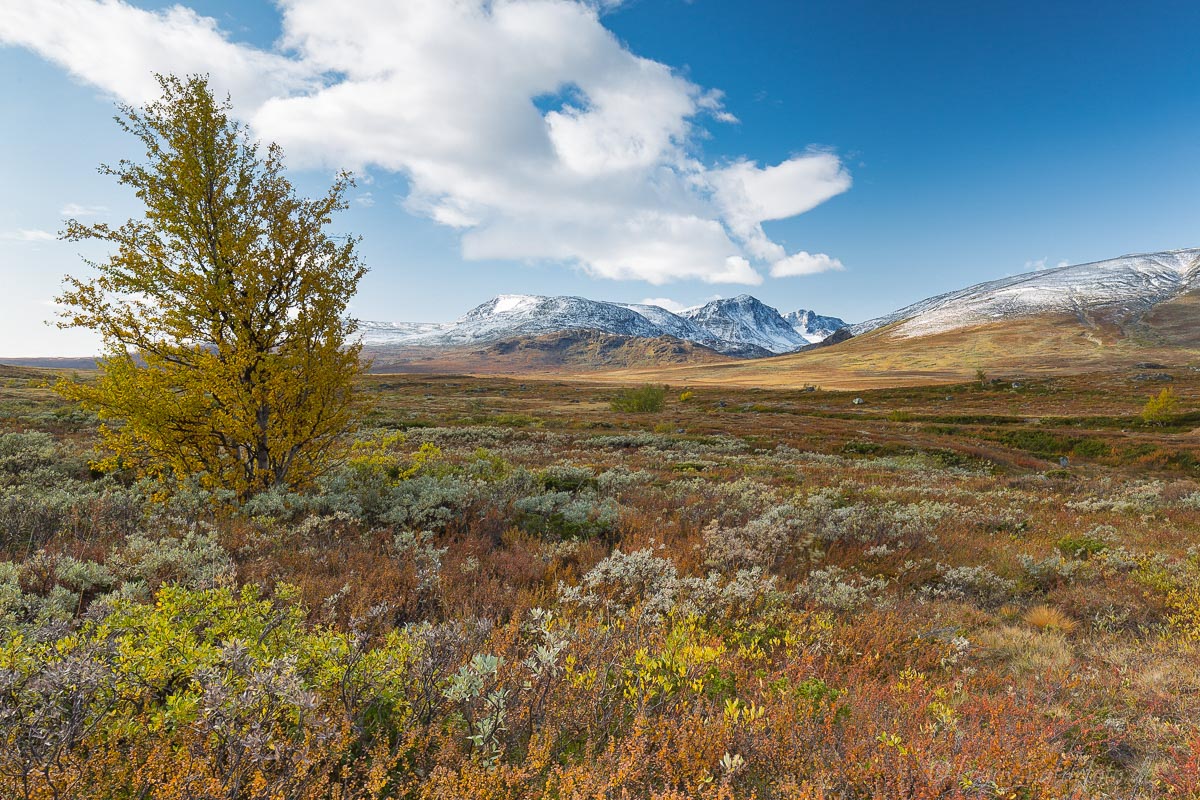 Herbst im Valdresflye, Norwegen