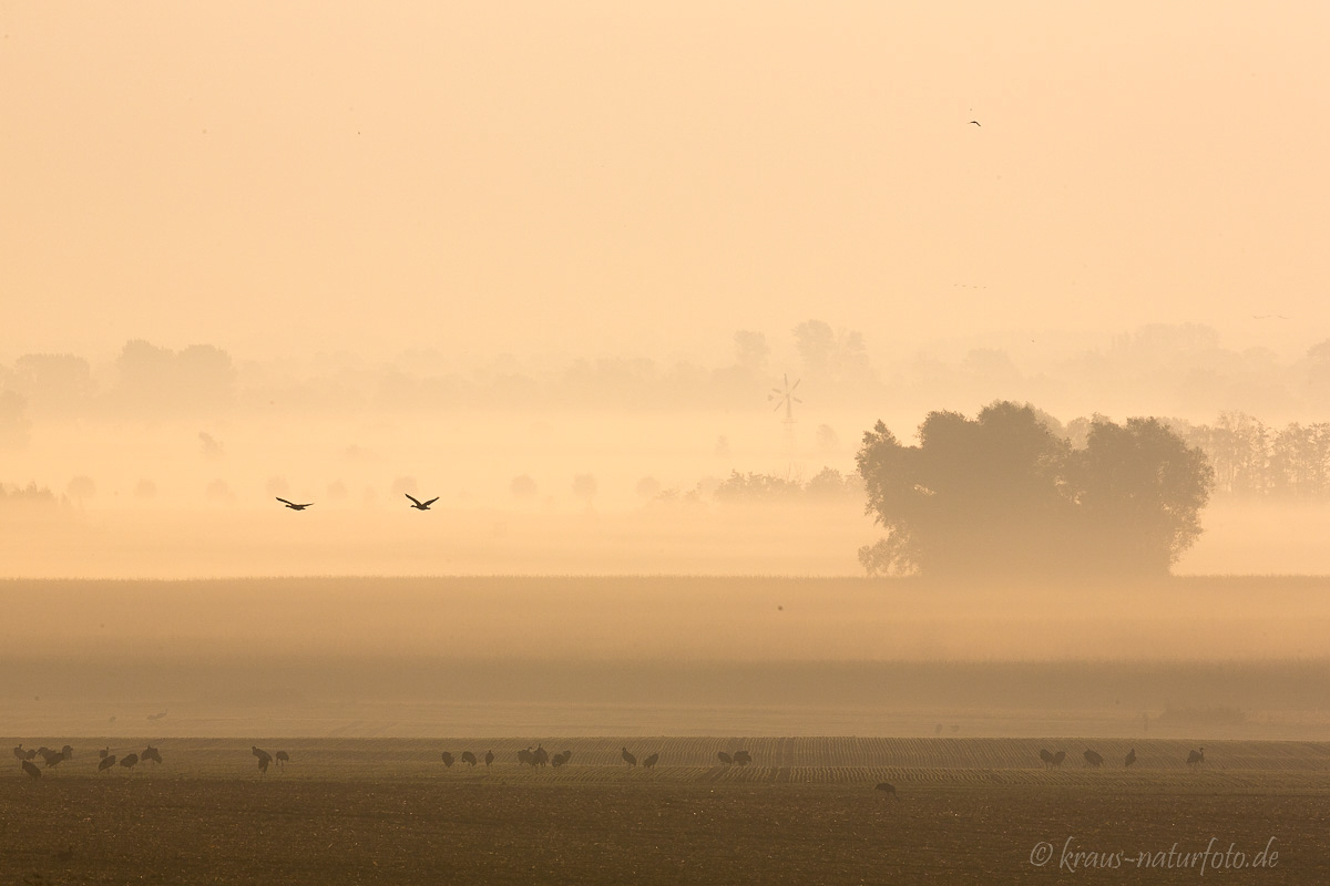 Kraniche im Morgennebel