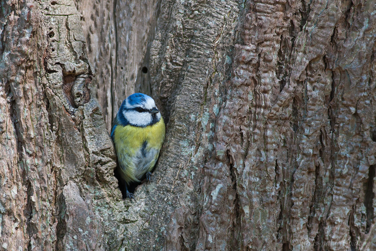 Blaumeise