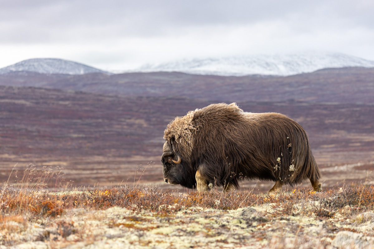 Moschusochse Dovrefjell