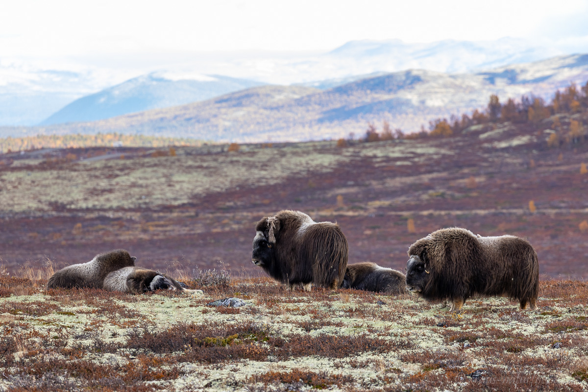 Moschusochsen Dovrefjell