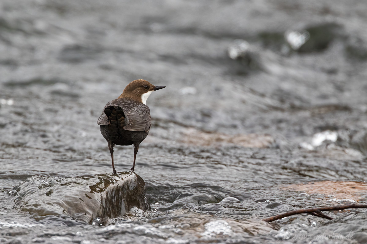 Wasseramsel