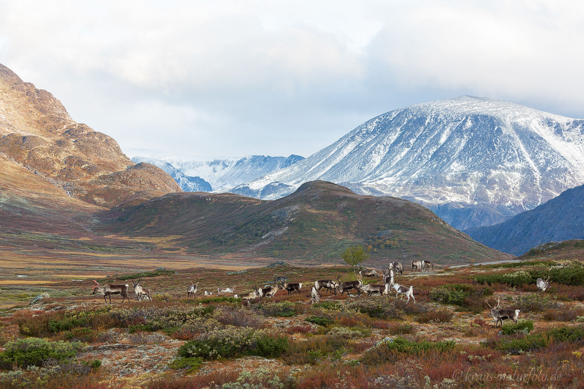 Rentiere im Valdresflye, Norwegen