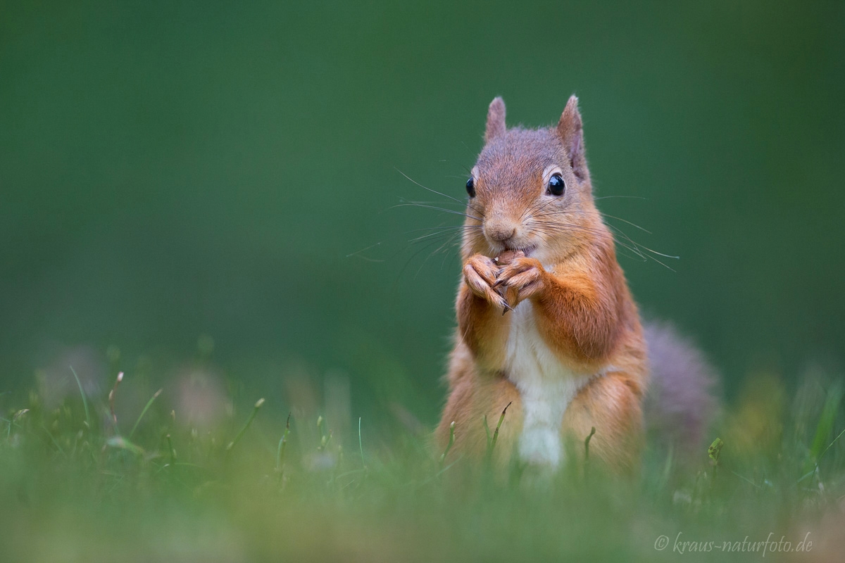 Red Squirrel, Eichhörnchen