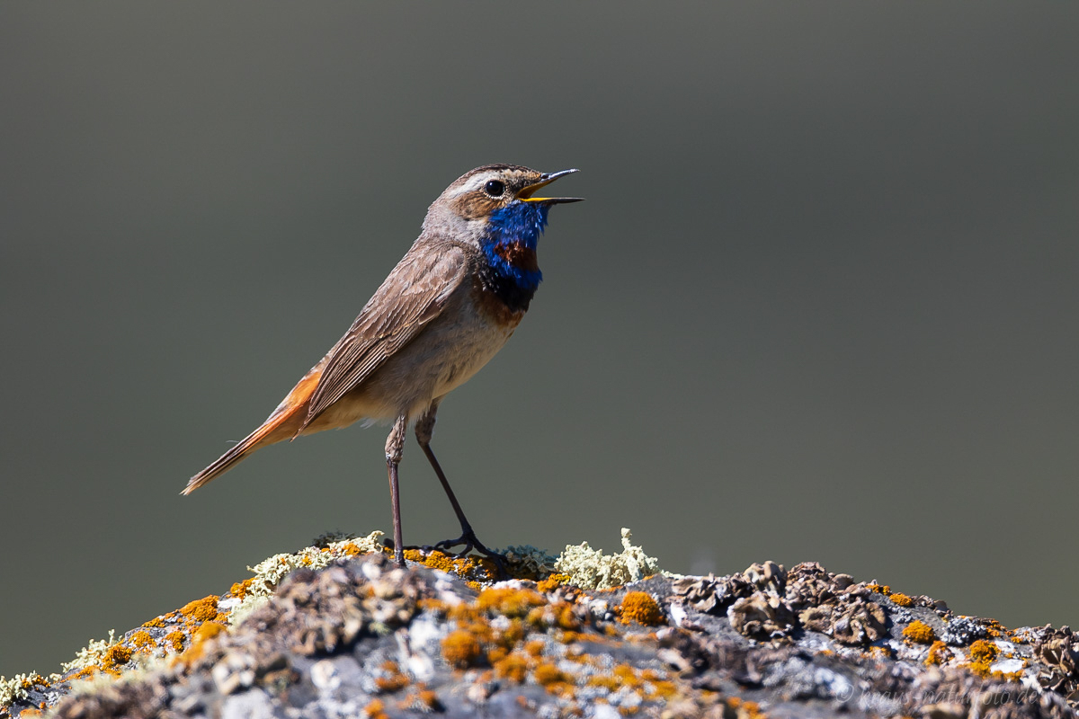 Blaukehlchen