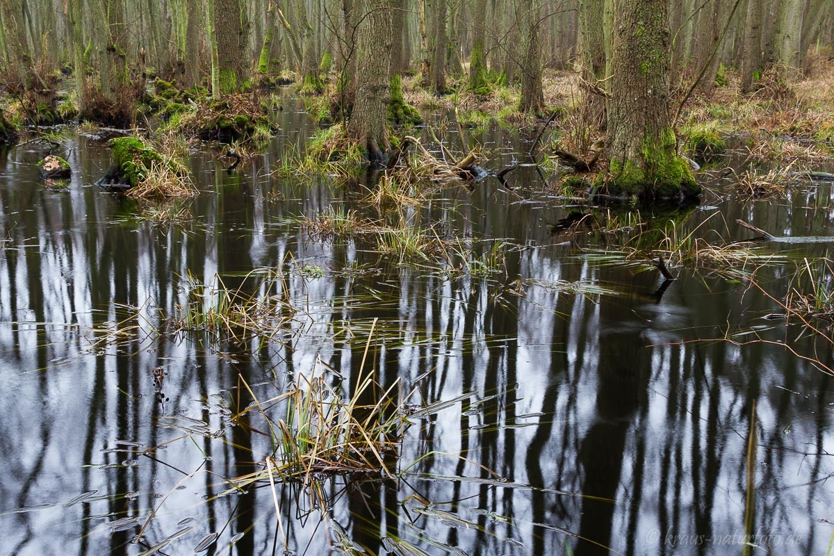 Erlenbruch im Darßwald