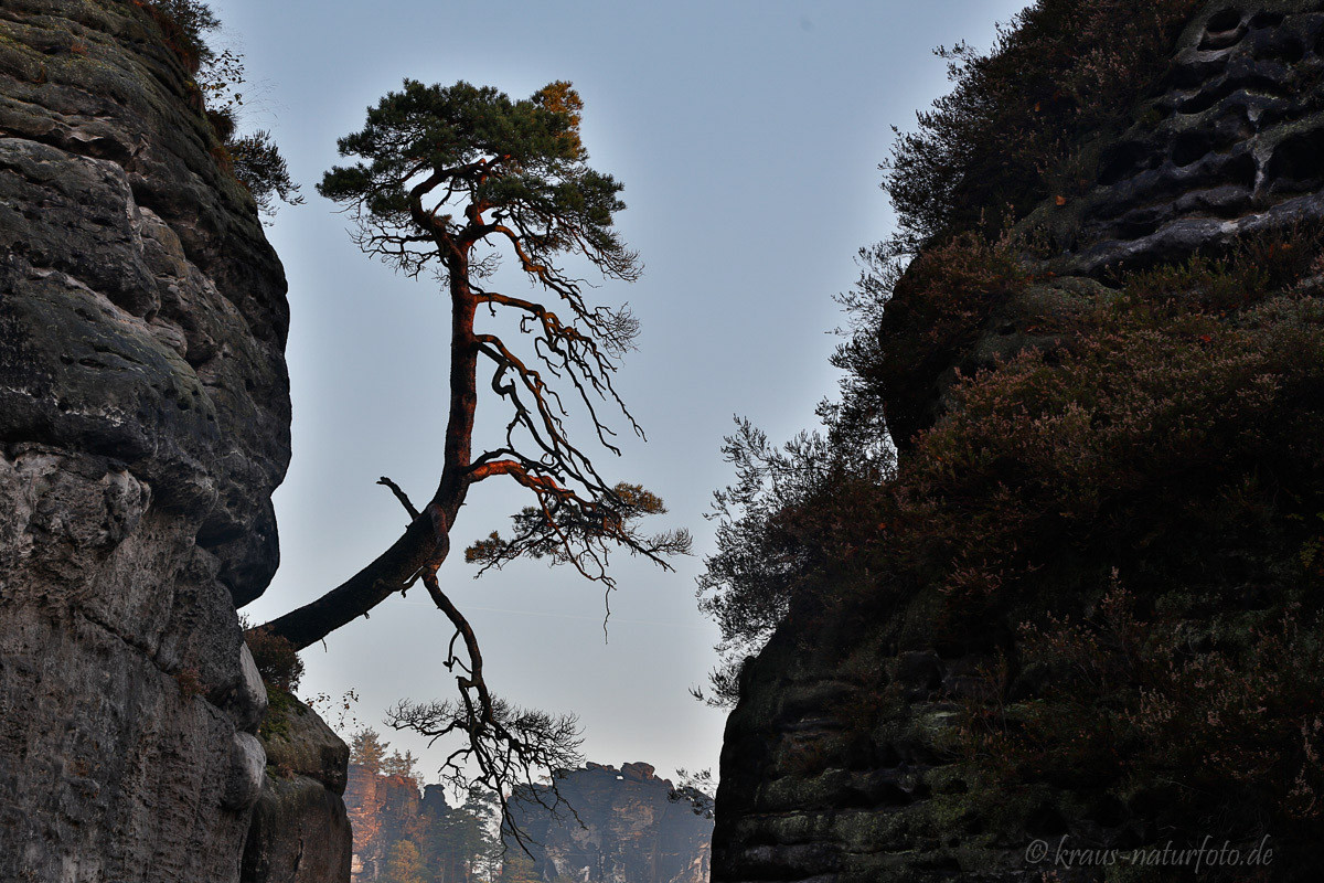 Kiefer an der Bastei