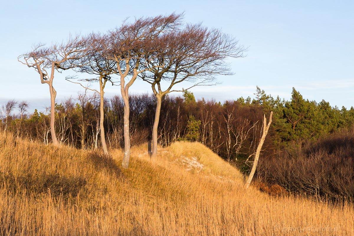 Windflüchter am Weststrand