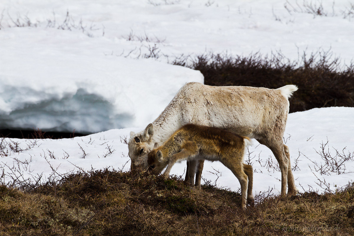 Rentier mit Kalb; Norwegen