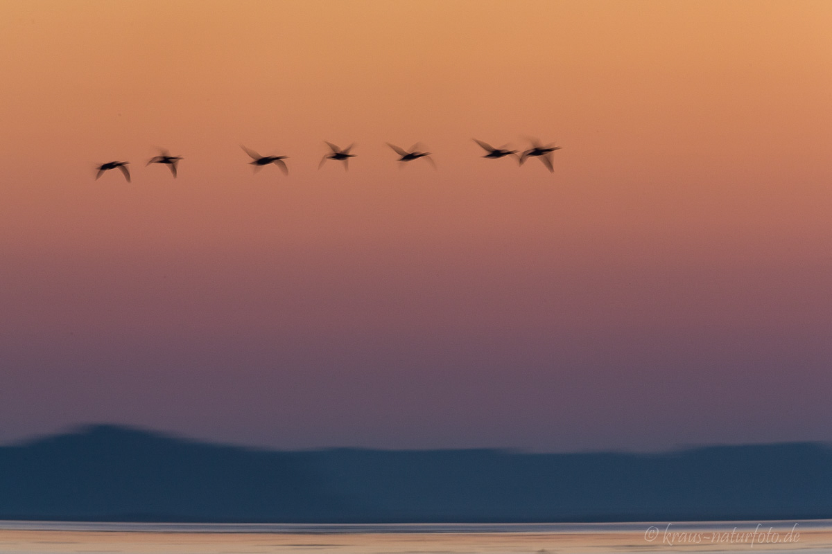 Sonnenaufgang über dem Zingster Bodden