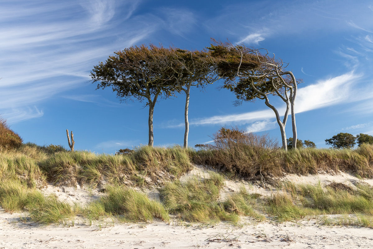 Windflüchter am Darßer Weststrand