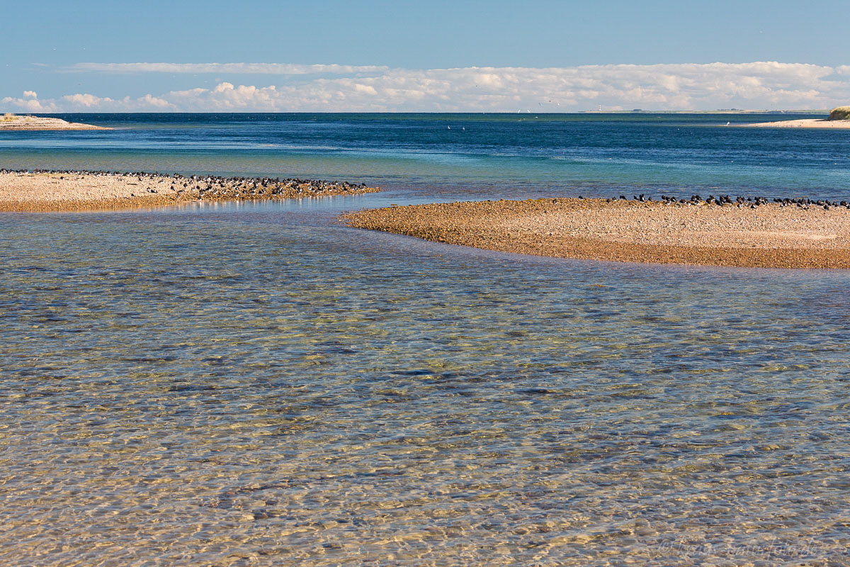 Austernfischer auf Kiesbank, Loch Fleet