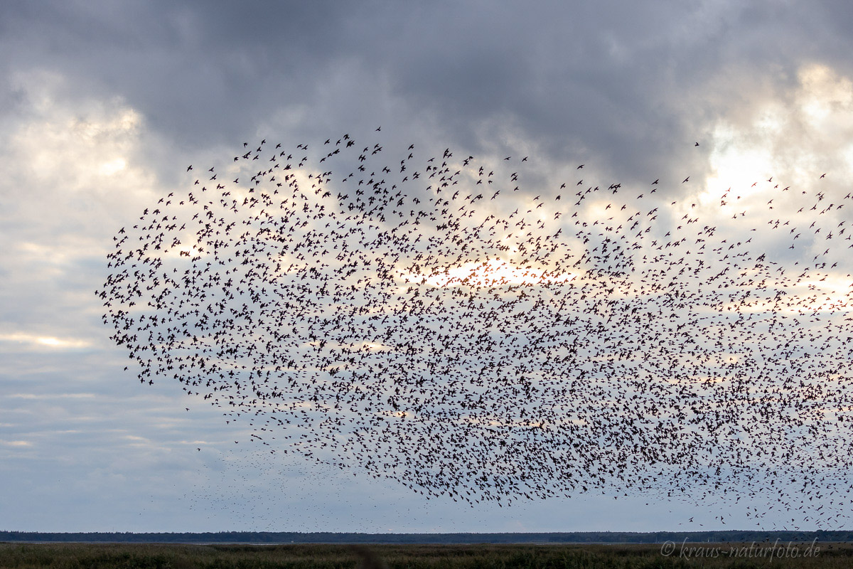 Staren fliegen zum Schlafplatz im Schilf ein