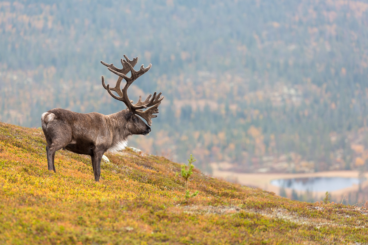Rentierbulle, Idre Fjell