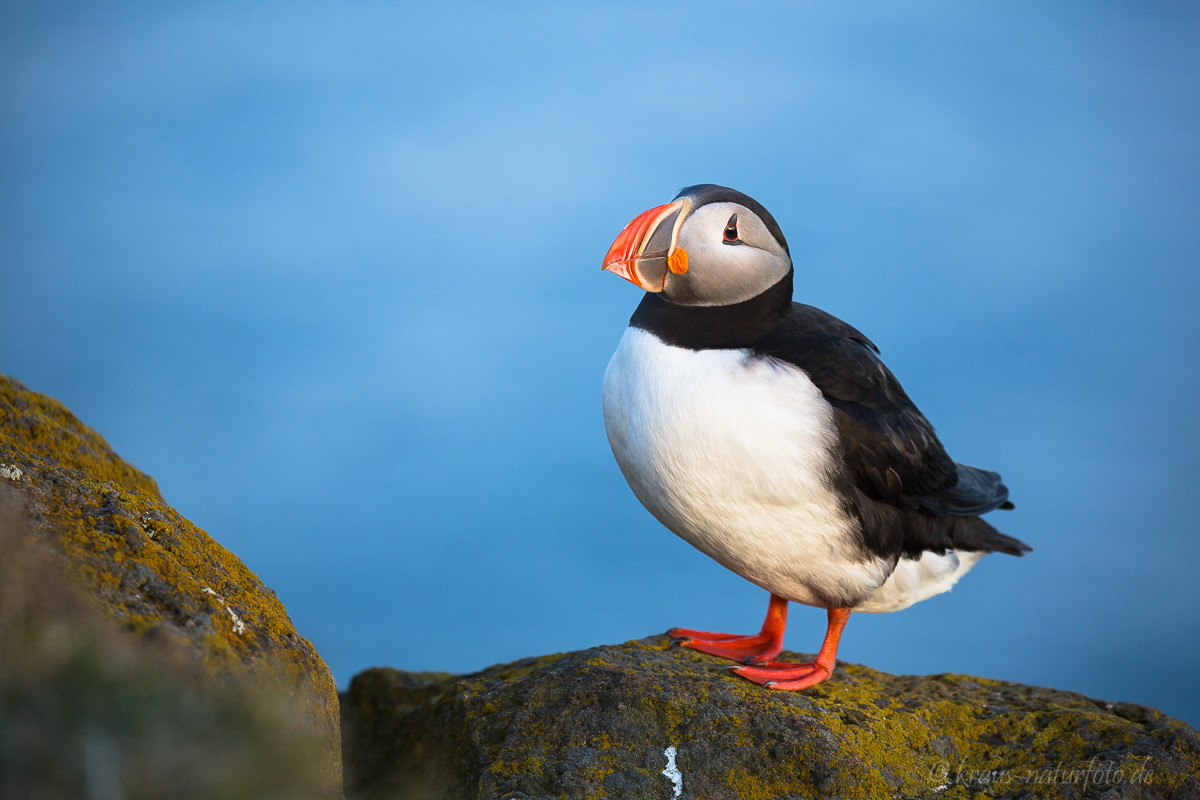 Papageitaucher, Latrabjarg