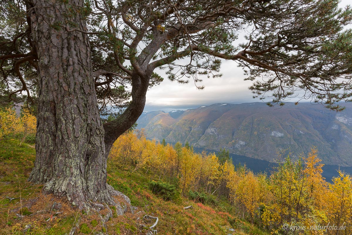 Über dem Aurlandsfjord