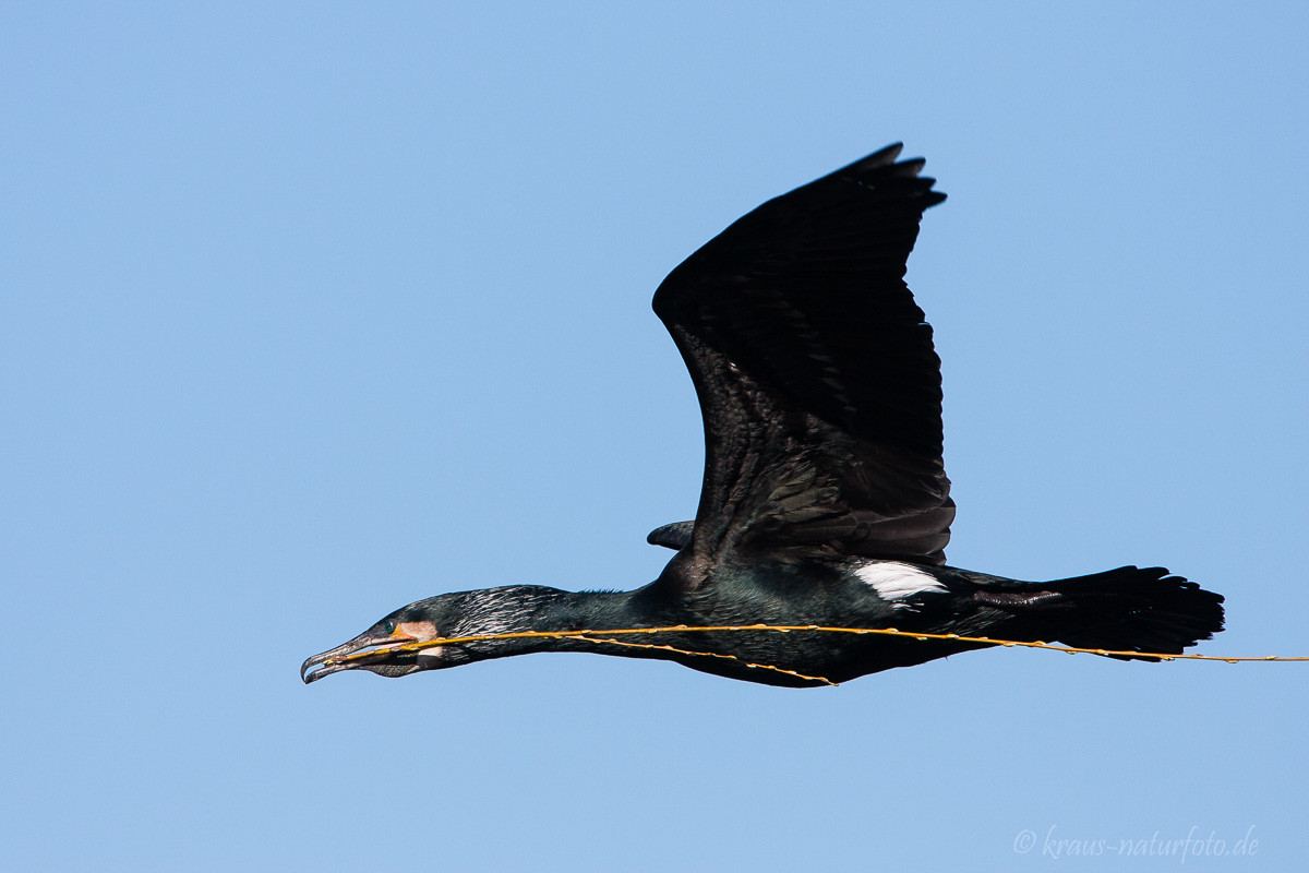 Kormoran mit Nistmaterial