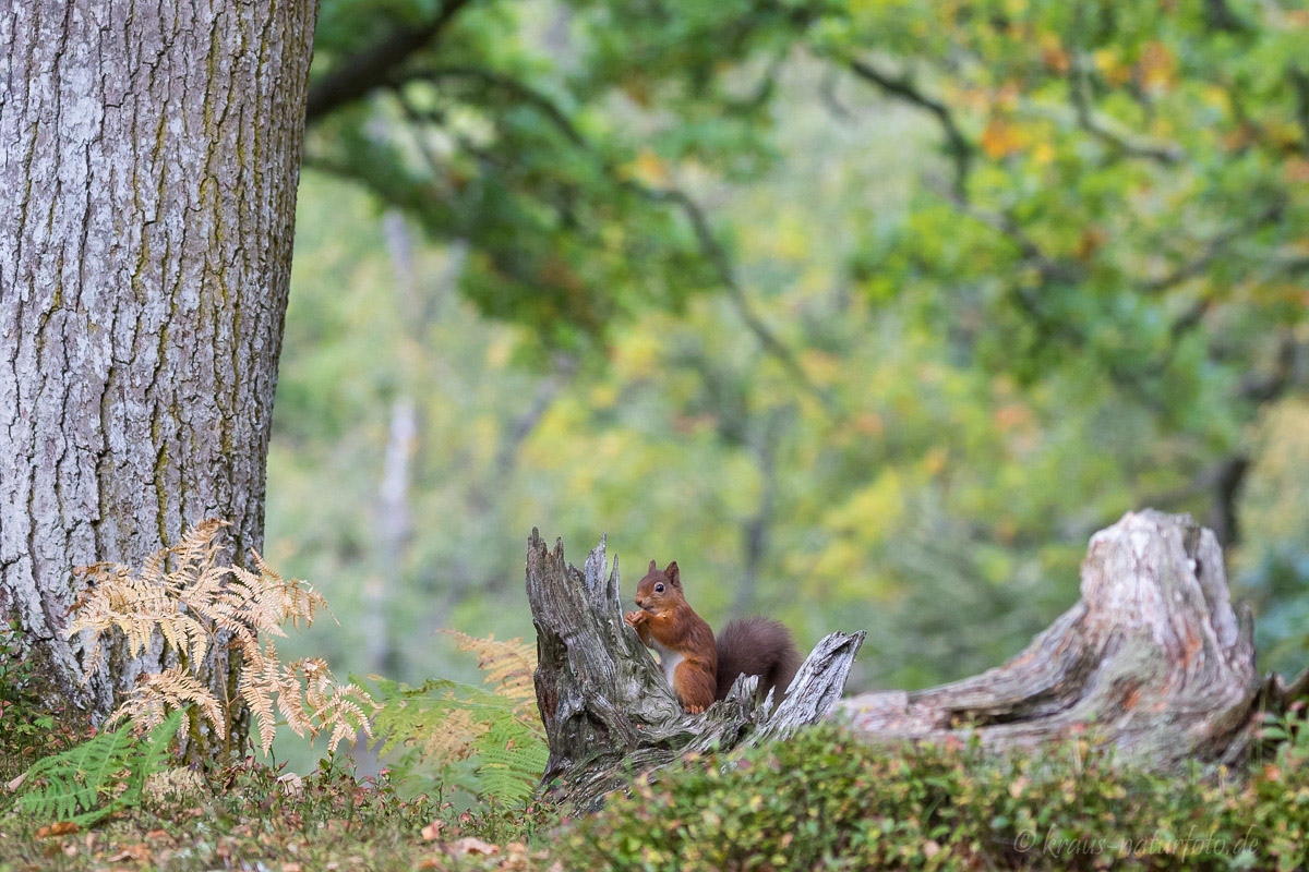 Red Squirrel, Eichhörnchen