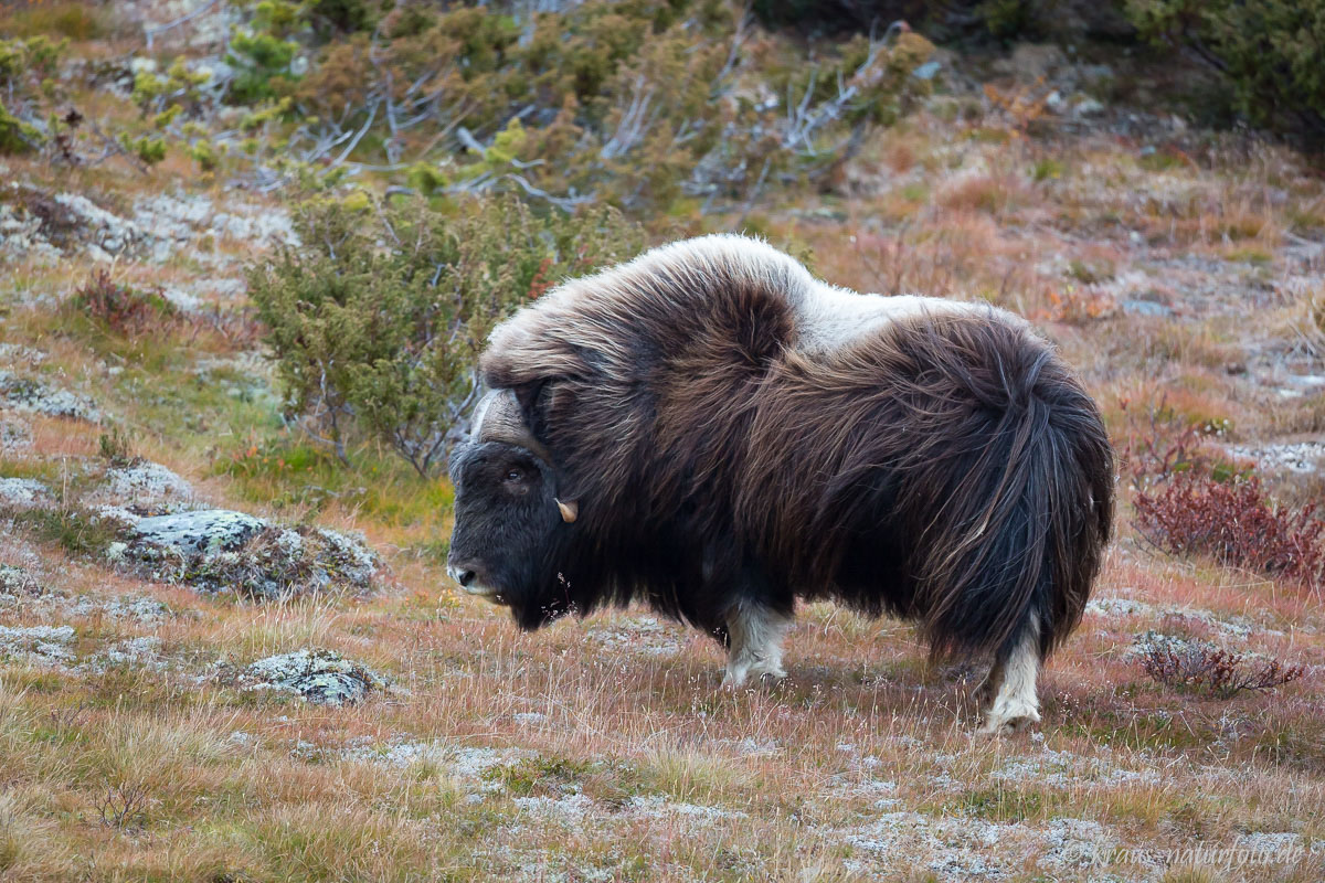 Moschusbulle , Dovre Fjell